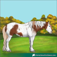 Horse Color:Chestnut Splash Tobiano 