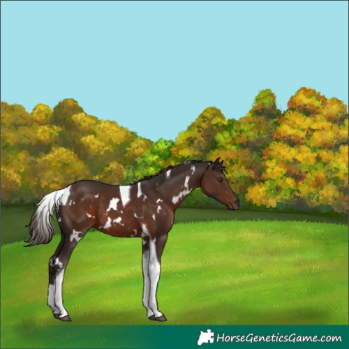Horse Color:White Spotted Liver Chestnut Tobiano 