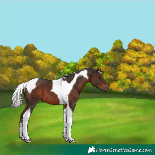 Horse Color:Silver Brown Tobiano 