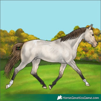 Horse Color:Buckskin Roan Dun Appaloosa