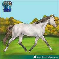 Horse Color:Buckskin Roan Dun Appaloosa 