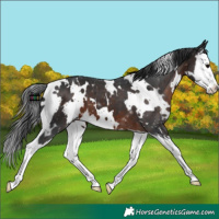 Horse Color:White Spotted Brown Splash