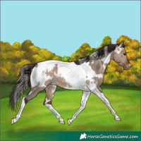 Horse Color:White Spotted Bay Dun Tobiano Appaloosa 