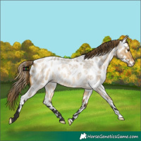 Horse Color:Buckskin Roan Dun Appaloosa 
