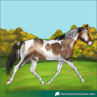 Horse Color:Brown Onyx Tobiano