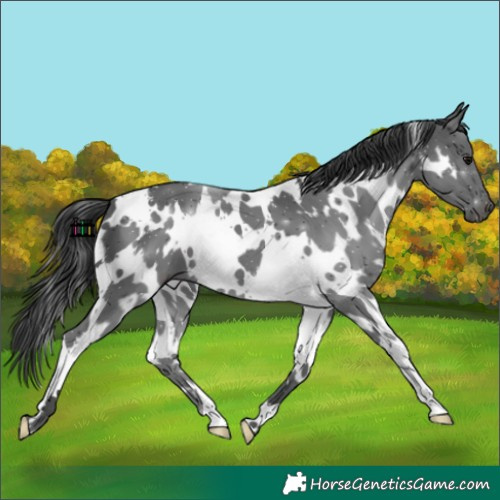 Horse Color:White Spotted Black