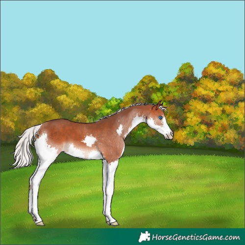 Horse Color:Silver Bay Splash 