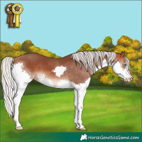 Horse Color:Silver Bay Splash 