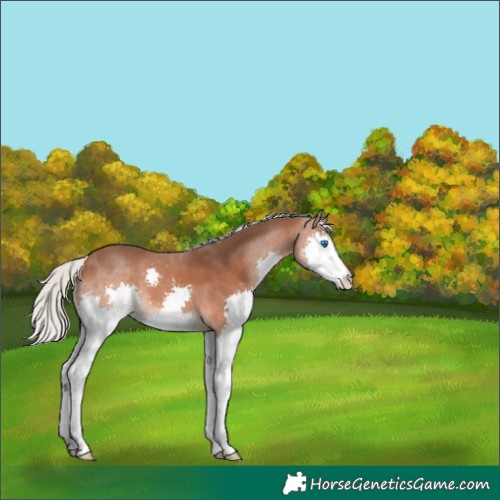 Horse Color:Silver Bay Splash 