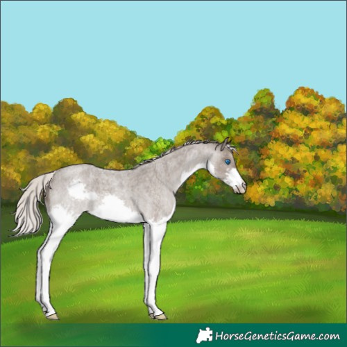 Horse Color:Silver Blue Roan Splash 