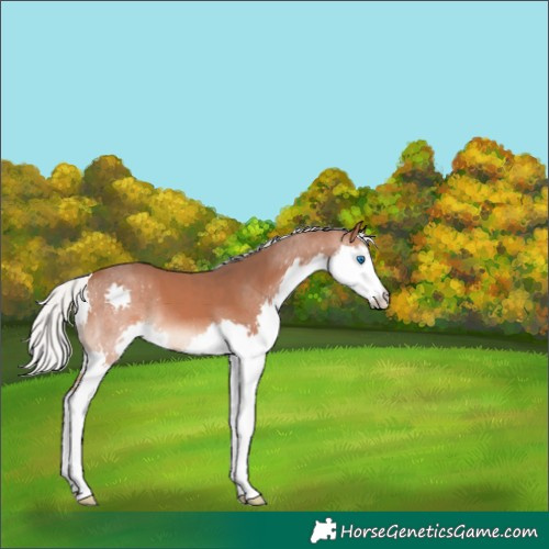 Horse Color:Silver Bay Splash 