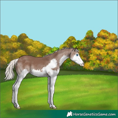 Horse Color:Silver Black Splash 