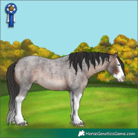Horse Color:Brown Roan Splash 