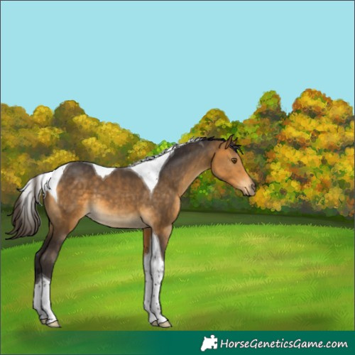 Horse Color:Buckskin Tobiano 