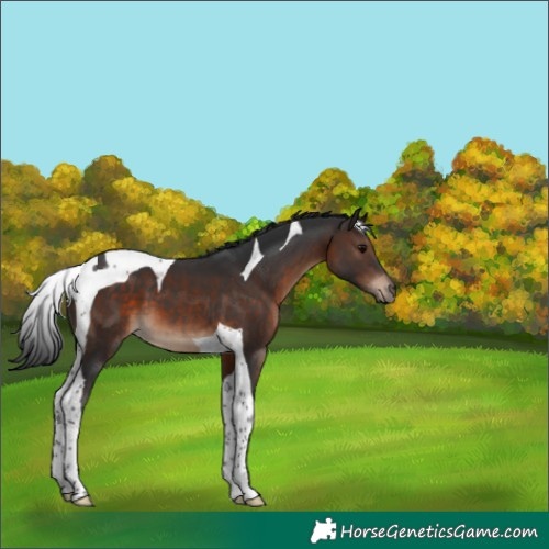 Horse Color:Brown Tobiano 