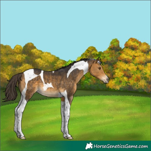 Horse Color:Buckskin Tobiano 