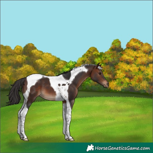 Horse Color:Brown Tobiano 