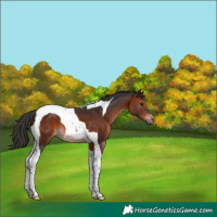 Horse Color:Brown Tobiano 