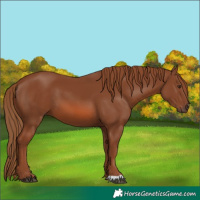 Horse Color:Chestnut 