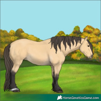 Horse Color:Buckskin 