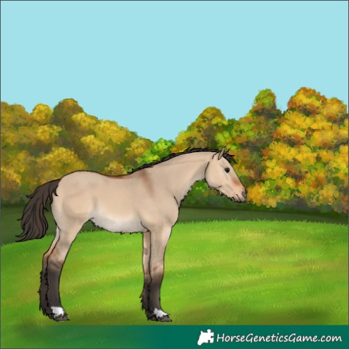 Horse Color:Bay Dun 