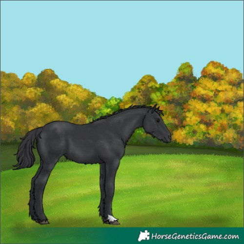 Horse Color:Black 