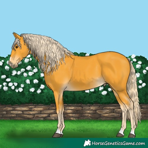 Horse Color:Palomino 