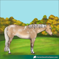 Horse Color:White Spotted Silver Buckskin Dun Tobiano 