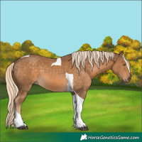Horse Color:Chocolate Palomino Tobiano 