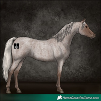 Horse Color:Silver Blue Roan 