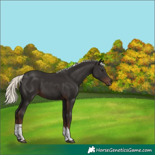 Horse Color:Liver Chestnut Mushroom Tobiano 