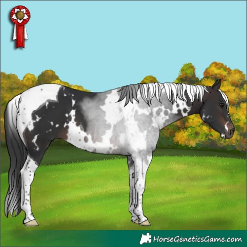 Horse Color:White Spotted Brown Tobiano 