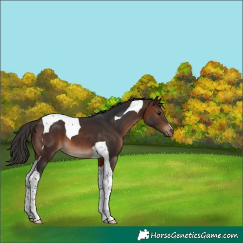 Horse Color:Brown Tobiano 