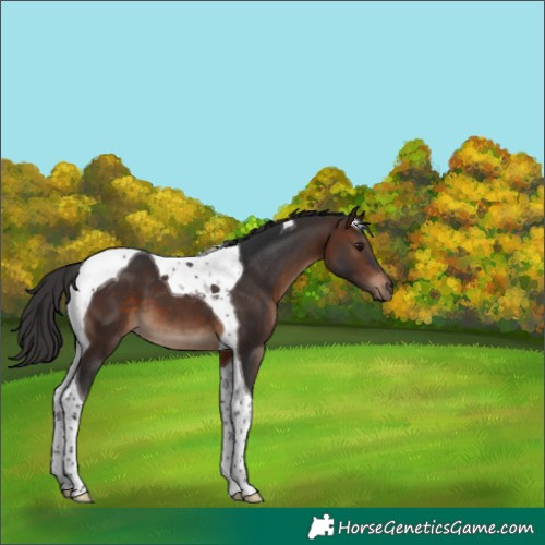 Horse Color:Brown Tobiano 