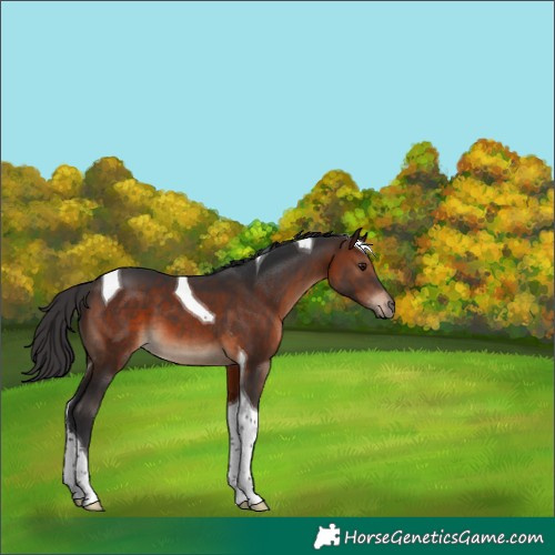 Horse Color:Brown Tobiano 