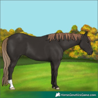 Horse Color:Liver Chestnut 