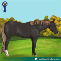 Horse Color:Liver Chestnut 