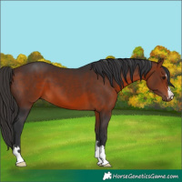 Horse Color:Bay 