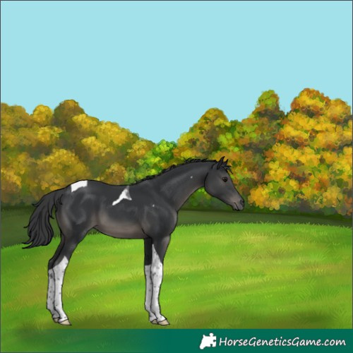 Horse Color:Black Tobiano 