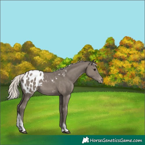 Horse Color:Silver Grullo Tobiano Blanket 