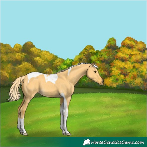 Horse Color:Palomino Dun Tobiano 