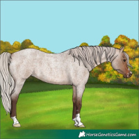 Horse Color:Silver Brown Roan Dun 
