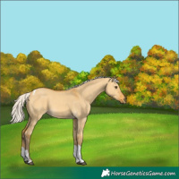 Horse Color:Silver Buckskin Dun Tobiano 