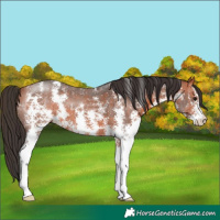 Horse Color:Bay Sabino