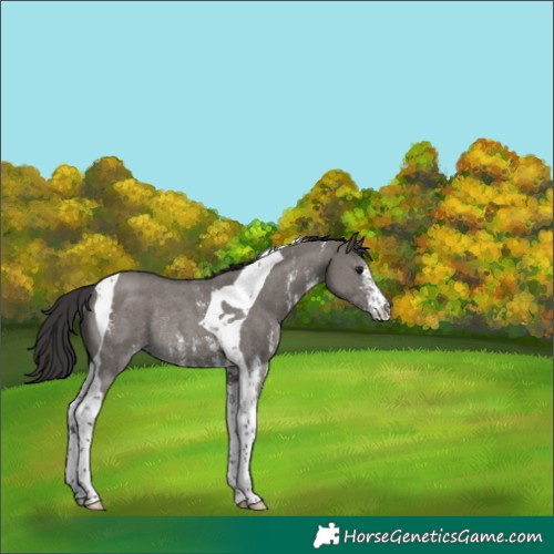 Horse Color:Smoky Grullo Sabino Tobiano Rabicano 