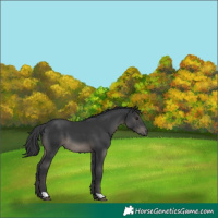 Horse Color:Black 