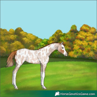 Horse Color:Red Roan Splash Near Leopard