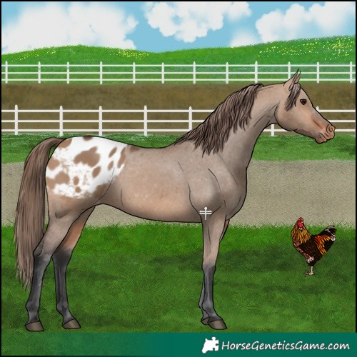 Horse Color:Bay Dun Appaloosa 