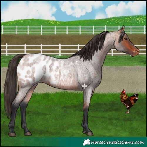Horse Color:Bay Roan Appaloosa 
