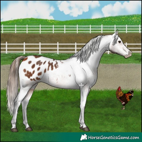 Horse Color:Bay Blanket 